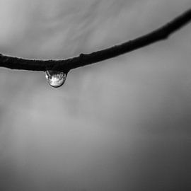 De wereld in een druppel sur Roel Van Cauwenberghe