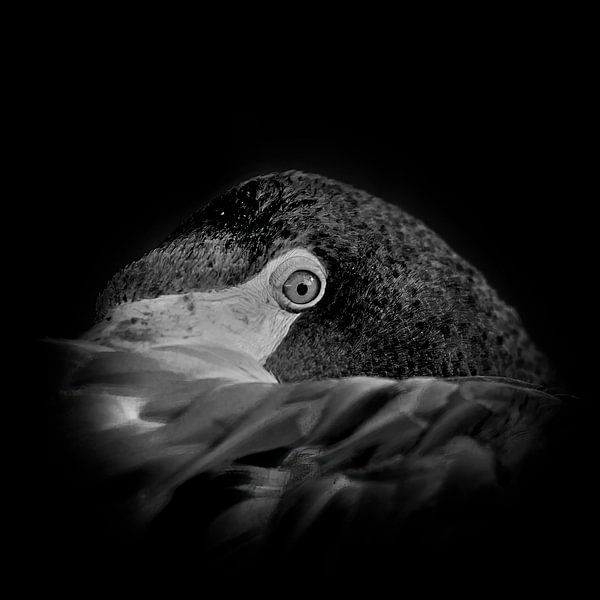 Flamingo by Willem Klopper