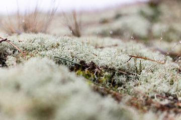 Mos - groene weelde op Vlieland van Lydia