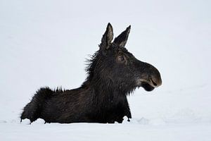 Elch ( Alces alces ), Jungtier ruht im Schnee, sieht lustig aus, Yellowstone NP, Wyoming, USA.