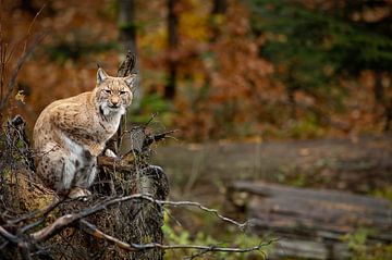 Young Lynx in Bavarian Forest