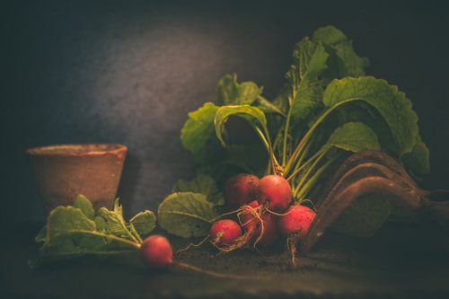 Een stel radijzen