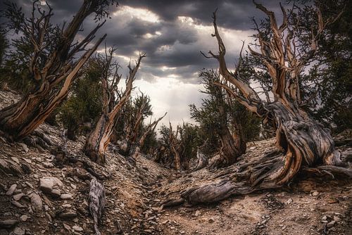 The ancient forest by Loris Photography