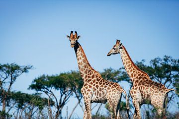 Giraffen in freier Wildbahn