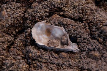 De oester gekokkeld van wil spijker