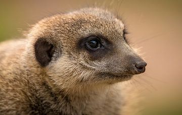Uniek portret van een nieuwsgierig Stokstaartje. van Wildlife Designs