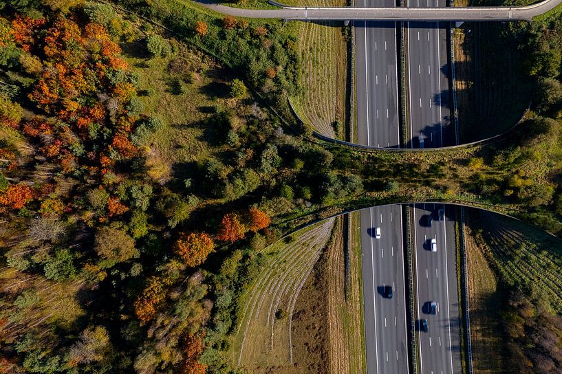 Autumn ecopassage crossing by Maarten Zeehandelaar