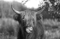 Schotse Hooglander