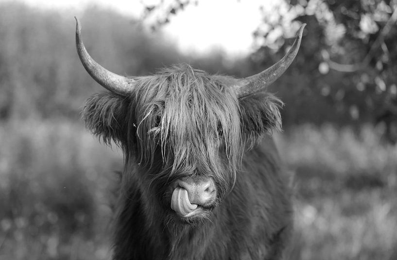 Schotse Hooglander van Frank Smedts