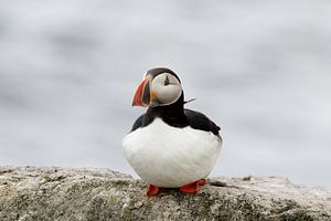 Macareux moine (Fratercula arctica) sur un rocher.