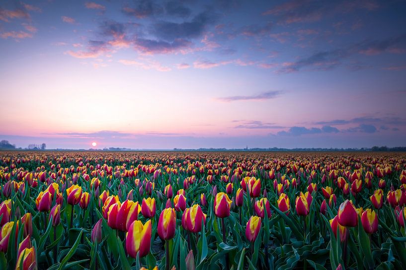 Dutch Tulips by Alvin Aarnoutse