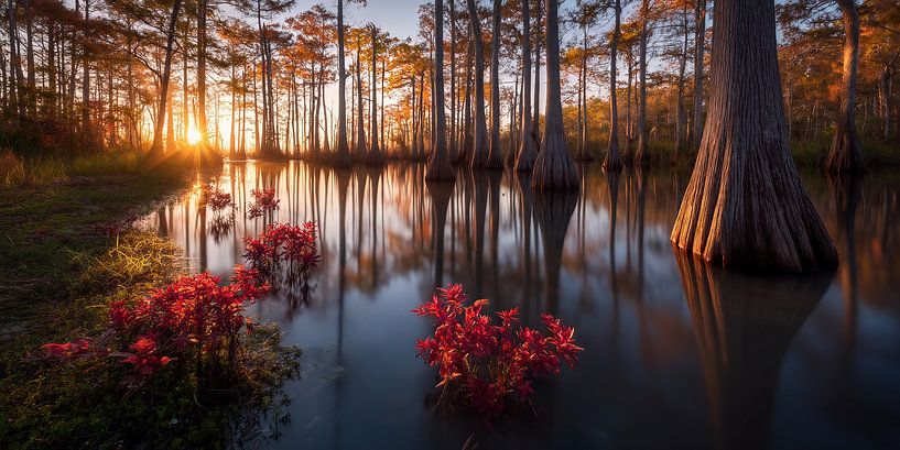 Geboorte van licht van fernlichtsicht
