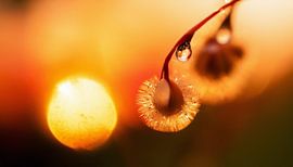 Planten met zonsondergang