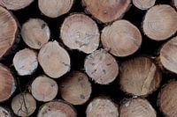 What wood are matches made from.