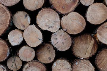 What wood are matches made from.