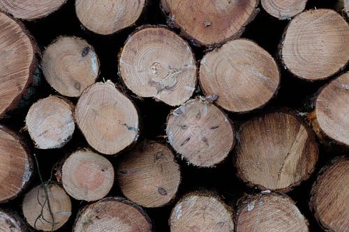 What wood are matches made from.