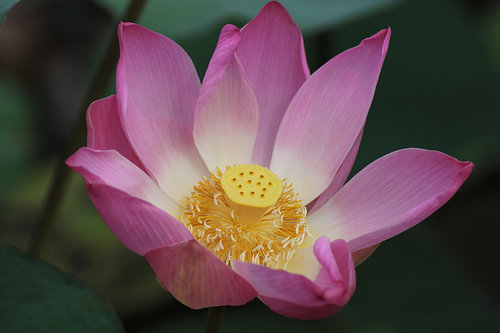 Pink water lily