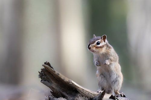Grondeekhoorn met zijn nieuwschierige blik