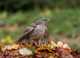 Northern Goshawk! by Robert Kok