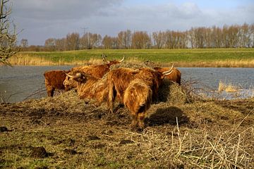 Schotse Hooglanders van Roebie's-Fotografie