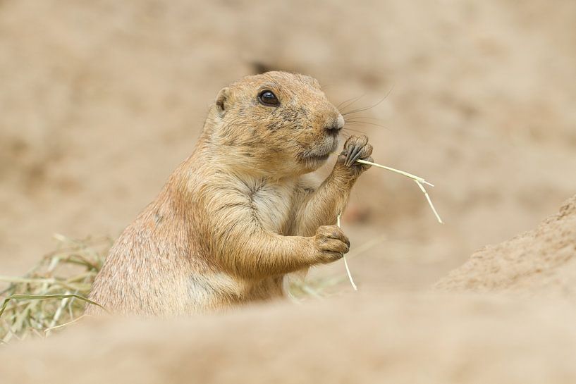 Prairie dog nibbling on hay by Dagmar Hijmans
