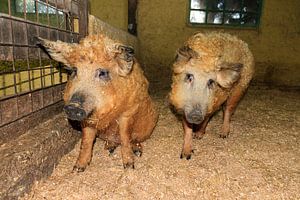Twee Mangalitsa wolvarkens