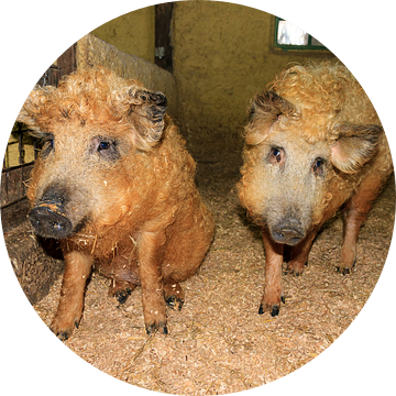 Twee Mangalitsa wolvarkens van Dennis van de Water