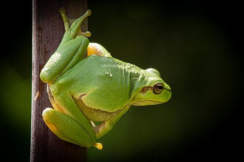 Tree frog