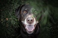 labrador retriever dog hidden between the pines by Lotte van Alderen thumbnail