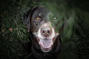 Labrador Retriever Hund versteckt zwischen den Kiefern von Lotte van Alderen