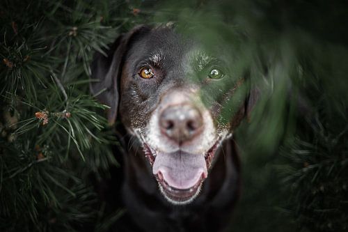 labrador retriever hond verstopt tussen de dennen