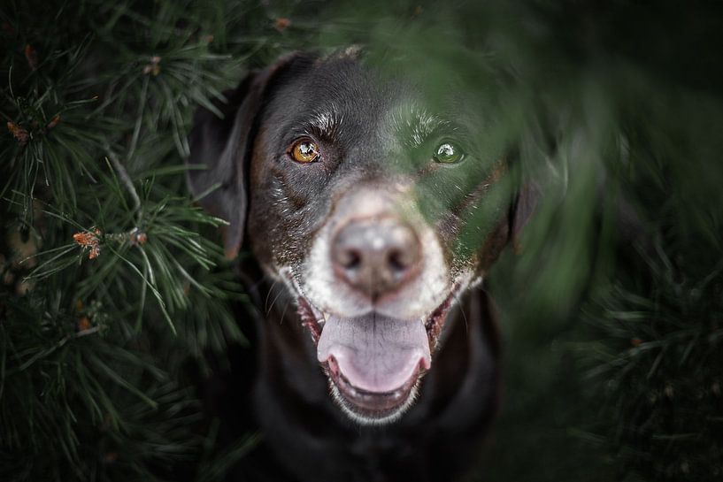 labrador retriever dog hidden between the pines by Lotte van Alderen