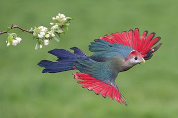 Rotscheiteltölpel (Tauraco erythrolophus)