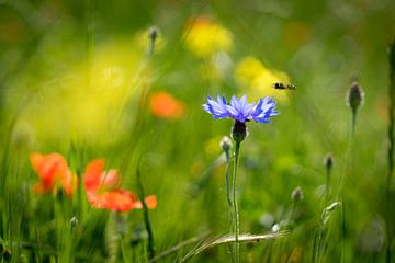 Über die Blumen und Bienen von Marloes van Pareren