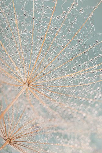 Pastel: Druppels decoreren de morgenster