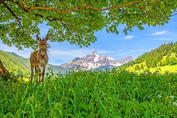 A donkey in Filzmoos by Christa Kramer