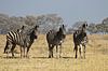 Zebra's in de Okavangodelta van Simone Meijer thumbnail