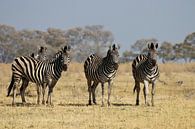 Zebra's in de Okavangodelta van Simone Meijer thumbnail