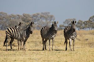 Zebra's in de Okavangodelta