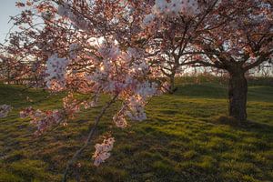 Baum voller Blüten von Moetwil en van Dijk - Fotografie