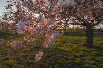 Tree full of blossom by Moetwil en van Dijk - Fotografie