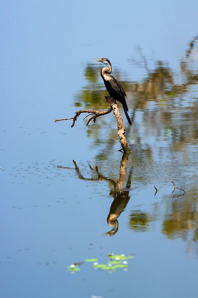 Indian darter / cormorant with reflection by Daisy Renders