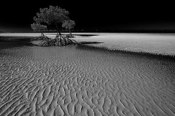 Mangroves van Matthias Karbach