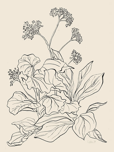 Elegante botanische tekening