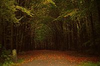 In het bos