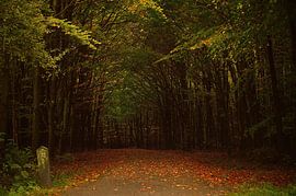 In het bos van Rosenthal fotografie