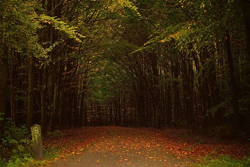 In het bos