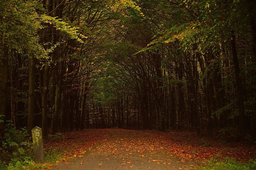 In the forest by Rosenthal fotografie