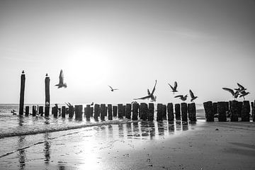 Les mouettes de Flessingue en vol contre la lumière et la rangée de poteaux
