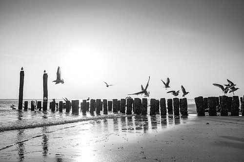 Meeuwen Vlissingen in Vlucht tegen Licht en Palenrij
